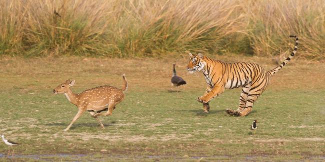 Tiger chasing a deer in Ranthambhore national park, India