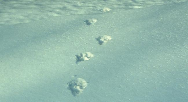 Tracks of wild Amur leopard in snow