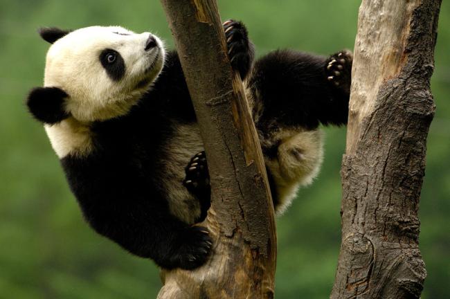 Juvenile giant panda climbing