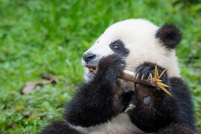 Giant panda eating bamboo