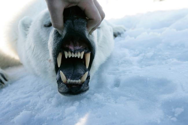 Polar bear's teeth (Ursus maritimus), Svalbard, Norway.