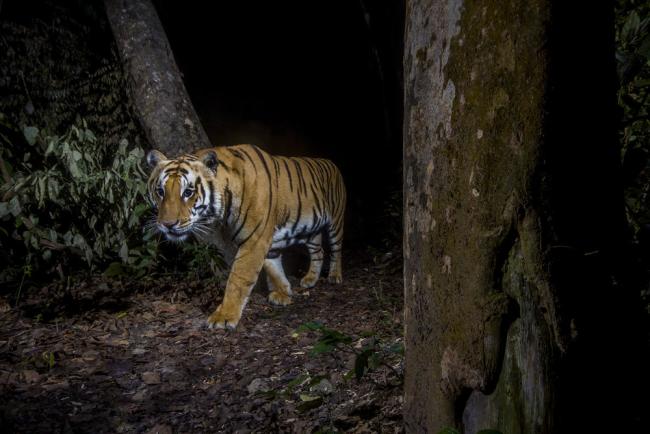 A tiger in Bardia National Park, Nepal