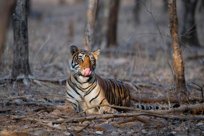 Portrait of a tiger