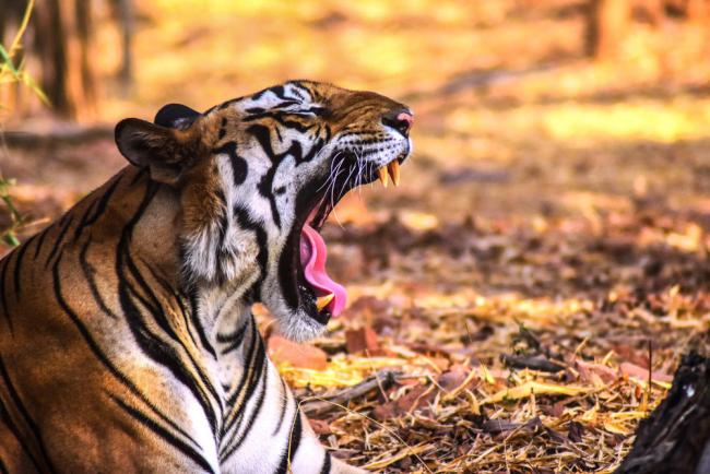 Bengal tiger