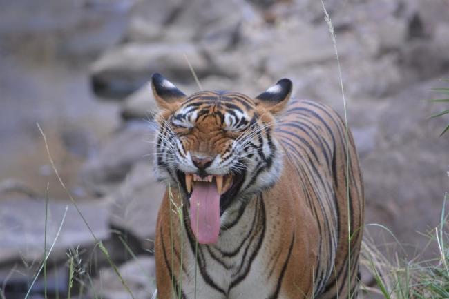 Yawning Tiger