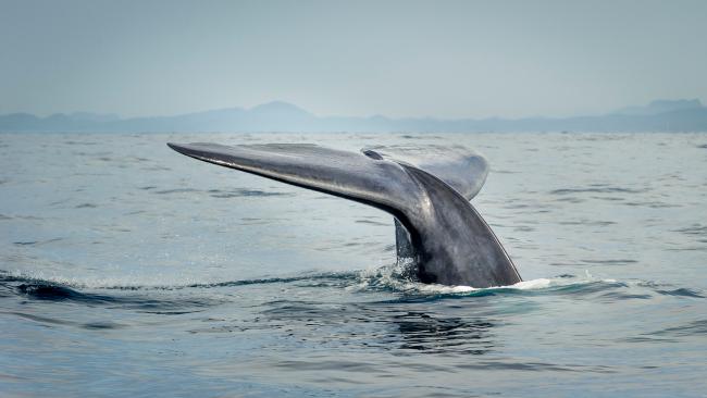 A blue whale ( Balaenoptera musculus )