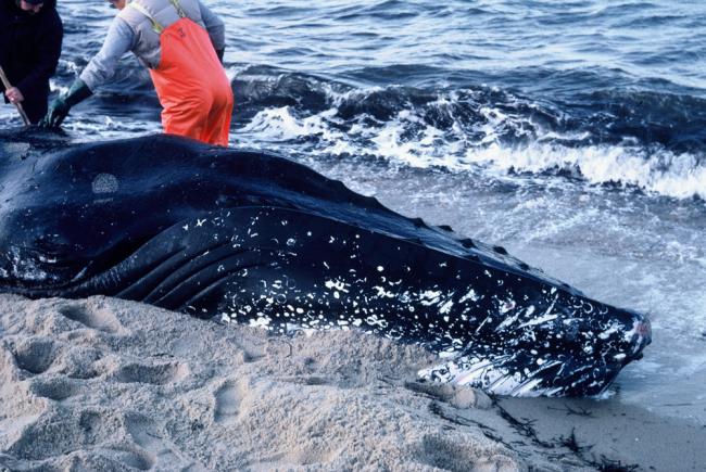 Humpback whale, Megaptera novaeangliae, male with tail trapped in net, and unable to swim.