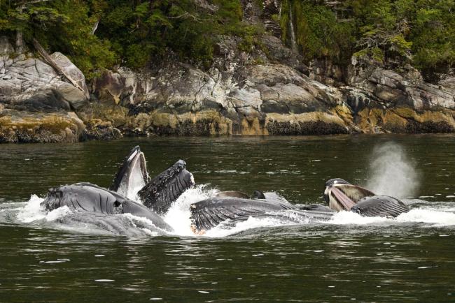 A pod of Humpback whales (Megaptera novaeangliae) bubble-net feeding in Whale Channel, British Columbia, Canada