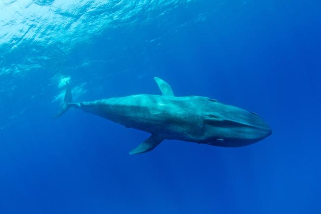 Pygmy blue whale (Balaenoptera musculus brevicauda) subspecies of blue whale