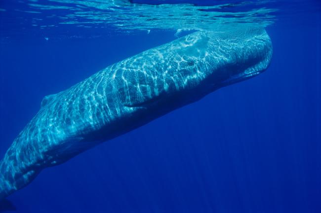 Sperm whale (Physeter catodon) off the coast of the Azores.