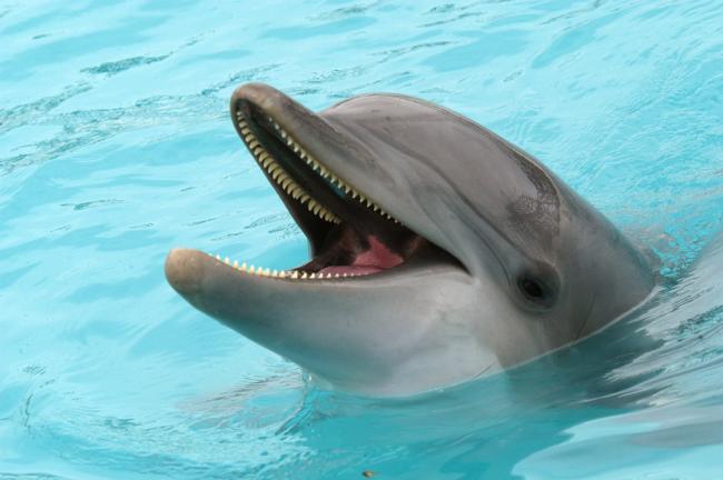 Tursiops truncatus Bottle-nosed Dolphin Gulf of California, Mexico.