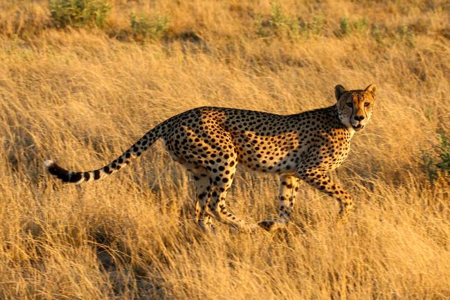 Cheetah (Acinonyx jubatus) in the Central Kalahari Game Reserve, Botswana