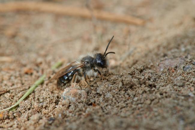 A grey-backed mining bee (Andrena vaga).