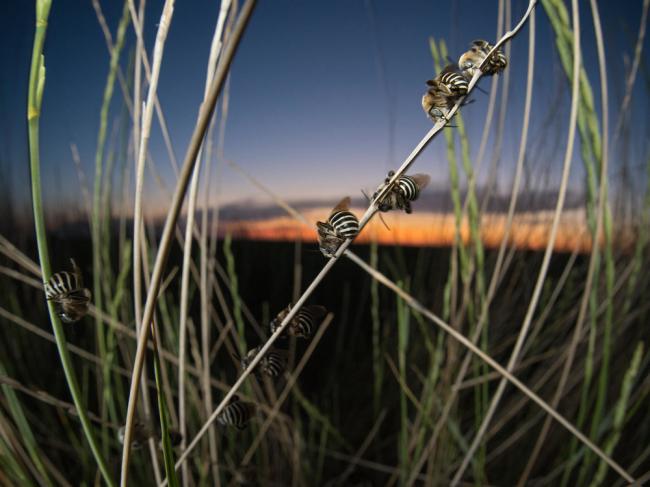 Sleeping male long-horned bees,