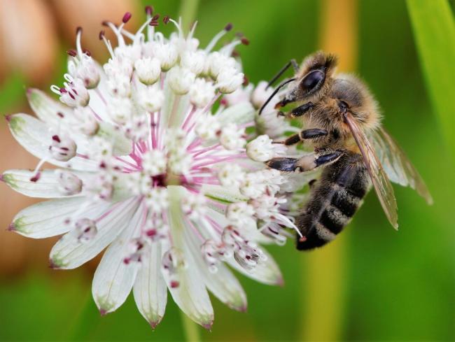 Bee on masterwort