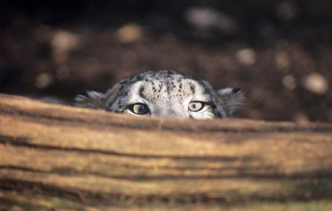 Snow leopard camouflage