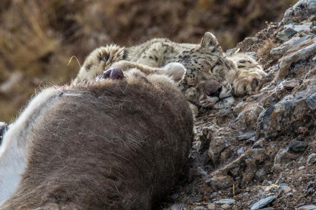 Snow leopard with blue sheep