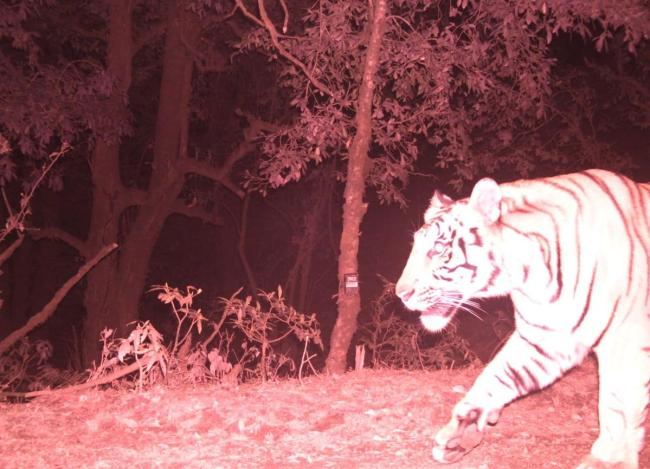 Bengal tiger, camera trap