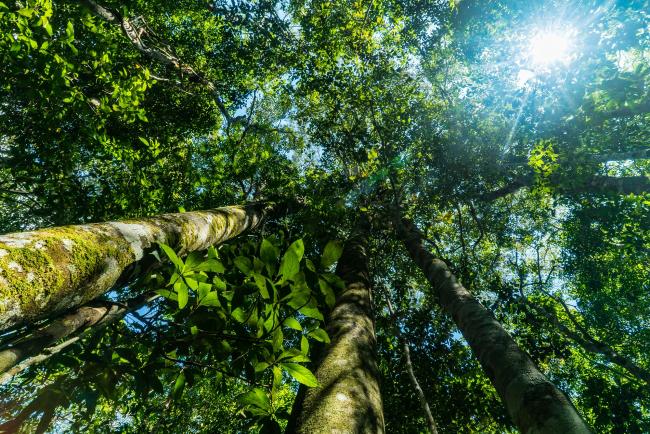 Here Are Our Top Facts About The Amazon Wwf