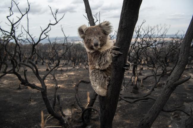 Koala in a burnt tree