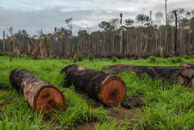 Deforestation of the Amazon rainforest, in Maués, on december 11, 2020