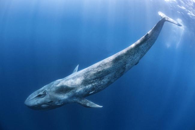 Blue whale (Balaenoptera musculus) swims beneath the surface of the ocean.  Indian Ocean, off Sri Lanka. 