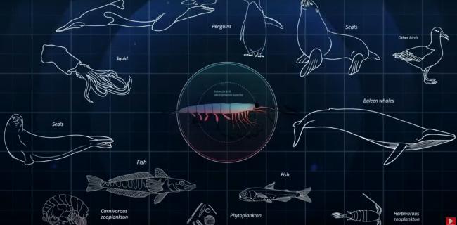 are at the centre of the Southern Ocean food web above the sea floor