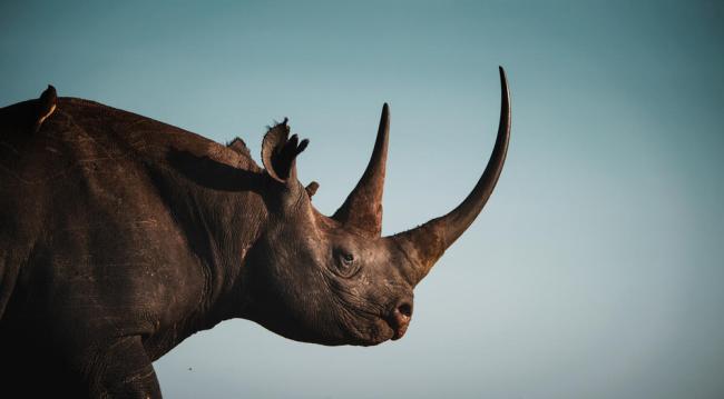 A portrait of an old and mature black rhino (Diceros bicornis) possessing incredible horns in the Masai Mara, Kenya.