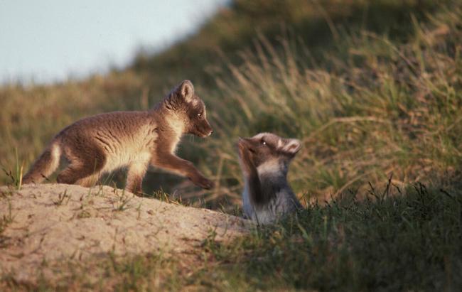 Arctic fox cubs playing