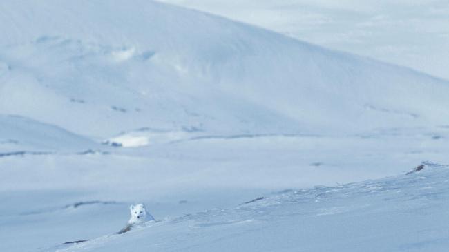 An Arctic fox in the Arctic snow-covered landscape