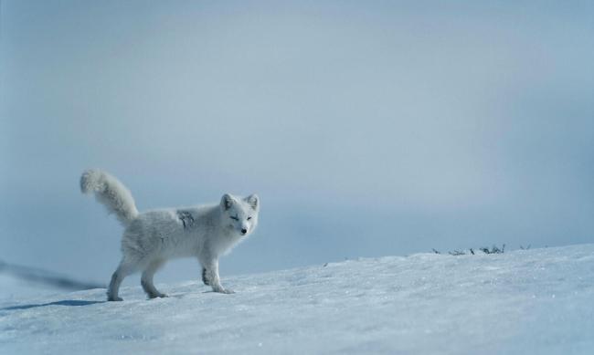 An Arctic fox 