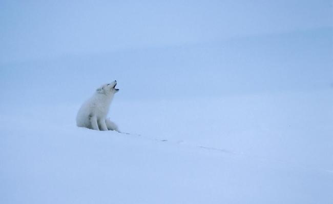 An lone Arctic fox barking 