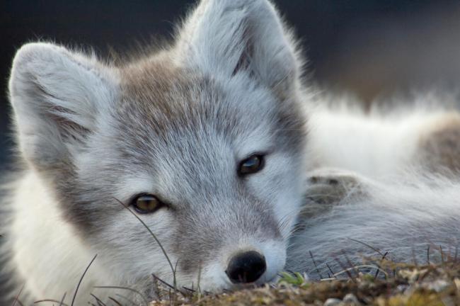 A close-up image of an Arctic fox