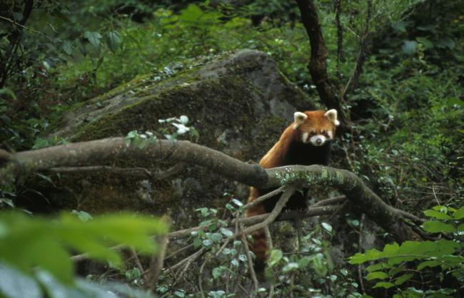 Ailurus fulgens Red Panda Wolong valley. China