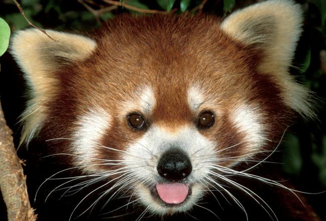 Ailurus fulgens, Lesser panda. Endangered Species. Dist. Bhutn, China, India, Laos, Nepal.