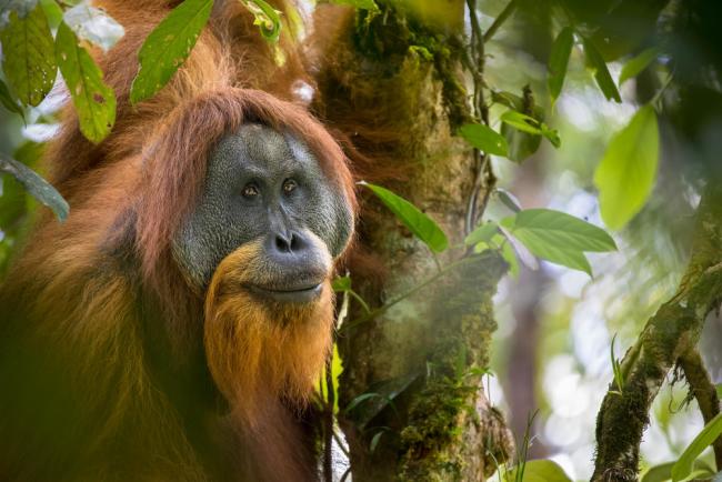 Togos, the dominant adult male of the Tapanuli Orangutan (Pongo tapanuliensis), sitting in a tree, Batang Toru Forest, South Tapanuli Regency, North Sumatra, Indonesia. The Tapanuli Orangutans were only first described scientifically in 2017. There are already only 800 individuals remaining in the forests of Batang Toru, making this species the most endangered primate in the world.
