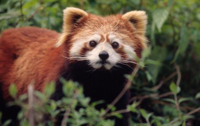Ailurus fulgens Red panda Captive at Hetaoping breeding Centre Wolong, China (5.1995)