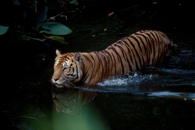 Sumatran tiger in water (Panthera tigris sumatrae) Captive
