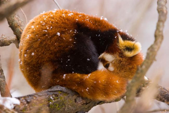 Red panda (Ailurus fulgens) resting on branch in snow, China, captive
