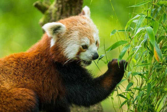 Red panda (Ailurus fulgens) eating bamboo leaves.