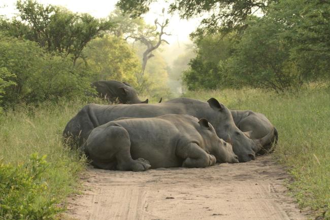 Black rhinoceroses (Diceros bicornis) and calf in the Sabi Sands Game Reserve, South Africa