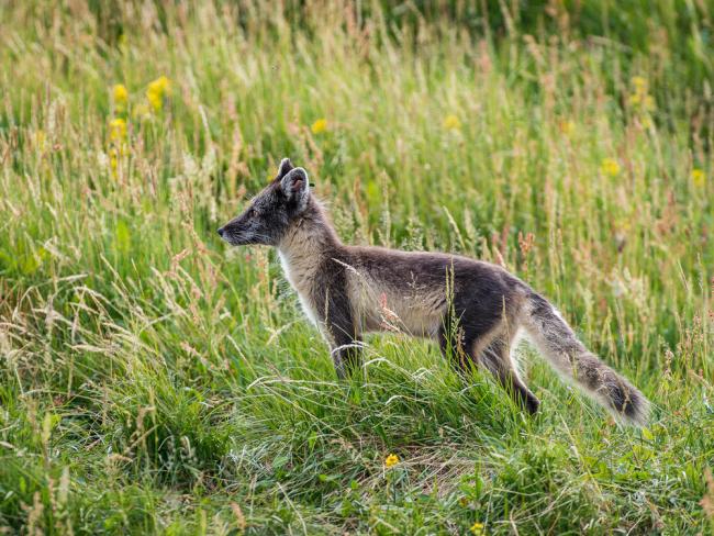 An arctic fox with a summer coat