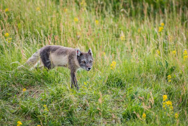 Arctic fox (Vulpes lagopus, Alopex lagopus), female on a den.