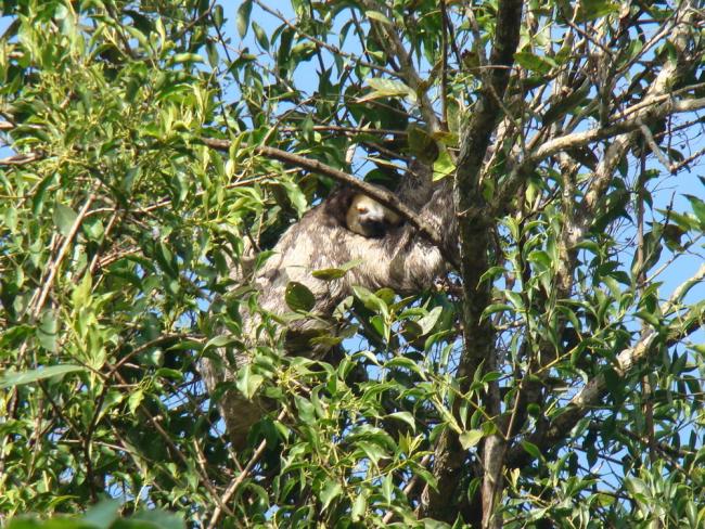Three toed sloth (Bradypus) hanging in tree at a Peperpot plantation in Paramaribo Suriname.