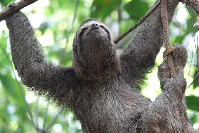 A three-toed sloth hanging by a tree branch