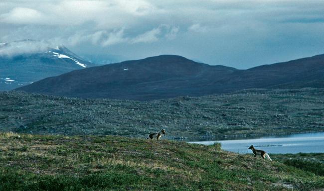 An encounter between two artic foxes