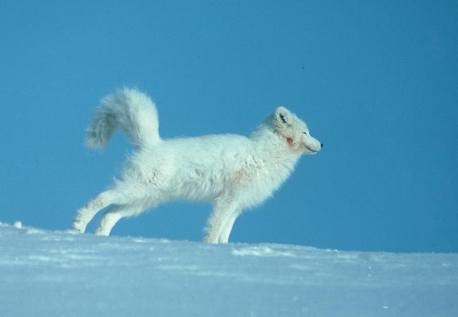 An arctic fox stretching its legs