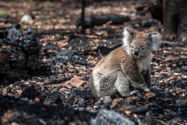 Koala (Phascolarctos cinereus) that has come down from a tree after a bush fire in the area, sits on the burnt ground. Gelantipy, Victoria, Australia. January 2020 Non-ex.