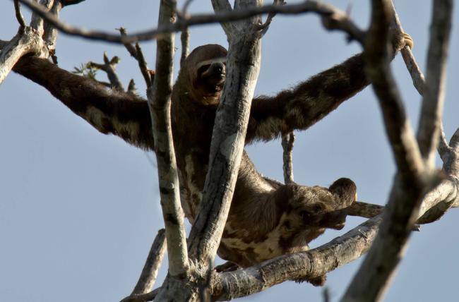 A three-toed sloth sitting on a tree branch