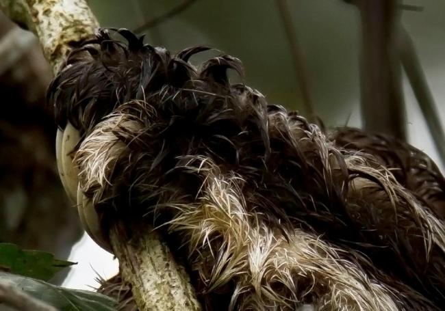 Claw of a Three-toed sloth clutches a branch in the Peruvian Amazon.